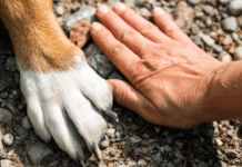 Sobre a nova clínica veterinária
